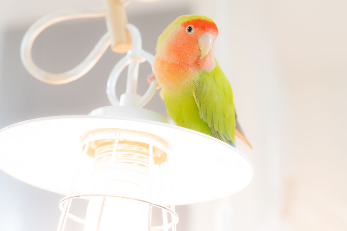 白いペンダントライトの上にとまるコザクラインコ