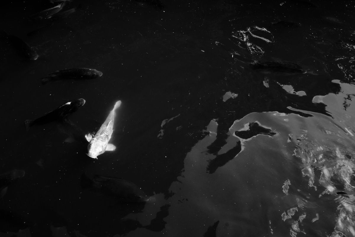 暗い水面を泳ぐ白い鯉のモノクロ写真